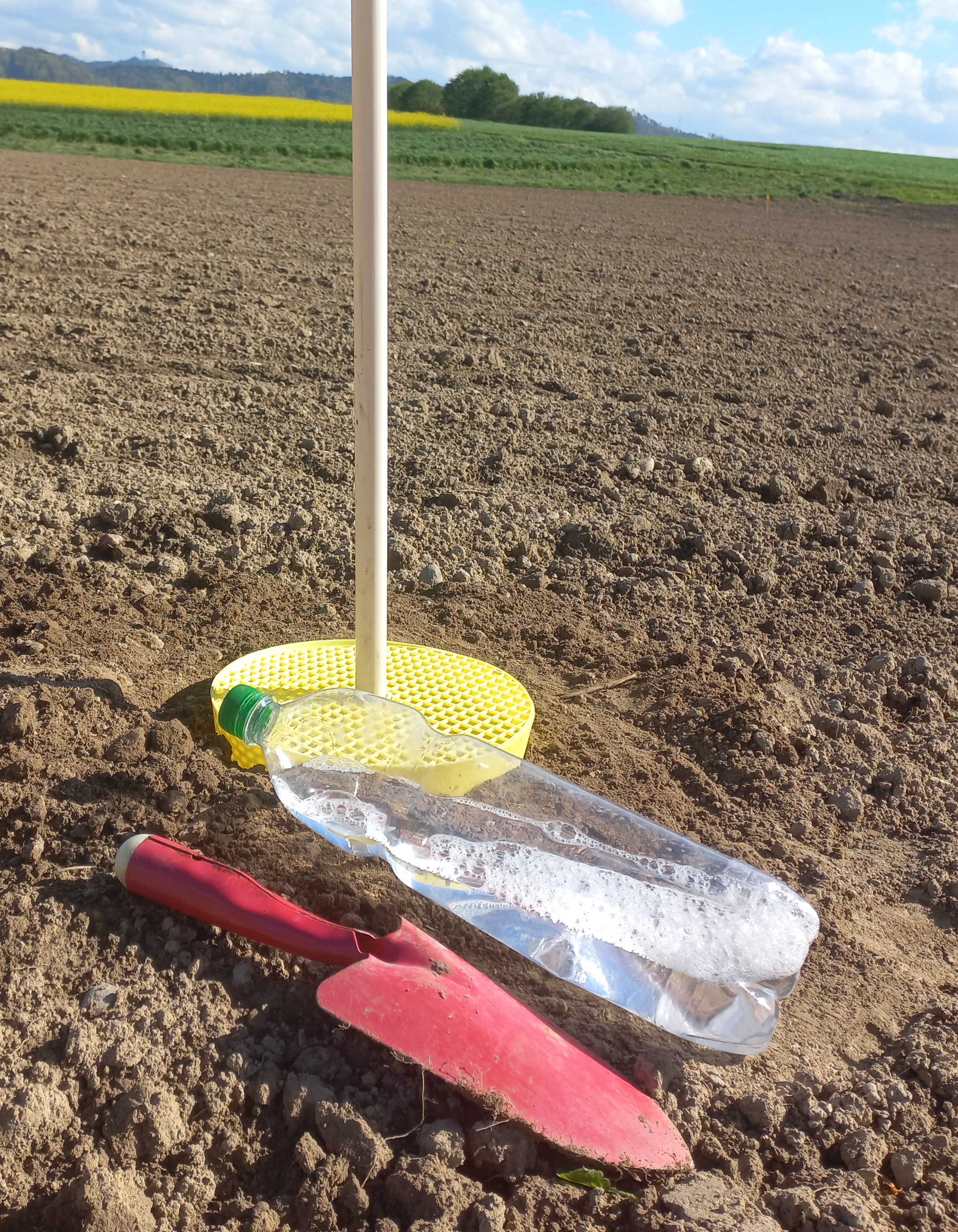 Der Einflug des Rübenerdflohs kann ab dem Auflaufen der Rüben mit einer Gelbschale überwacht werden.